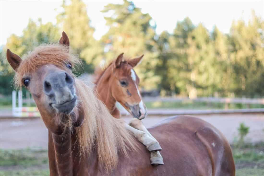 Hampunsiemen eläinten ruokinnassa – hevoset & koirat